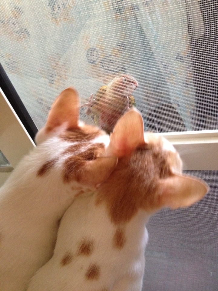 想知道這是甚麼鳥