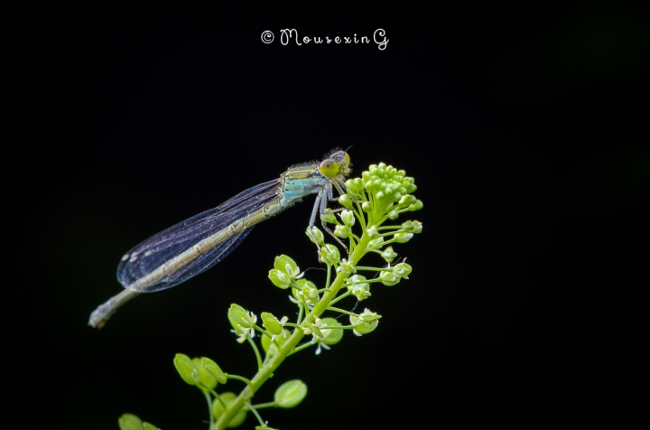 [微觀世界]不定期更新