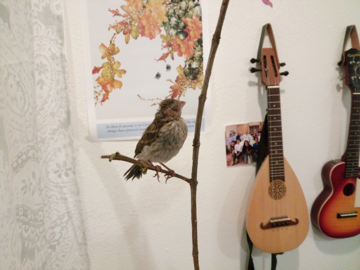 請問這是什麼鳥類的幼鳥???