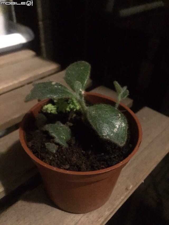 請高手幫我看一下我這是什麼多肉植物好嗎？