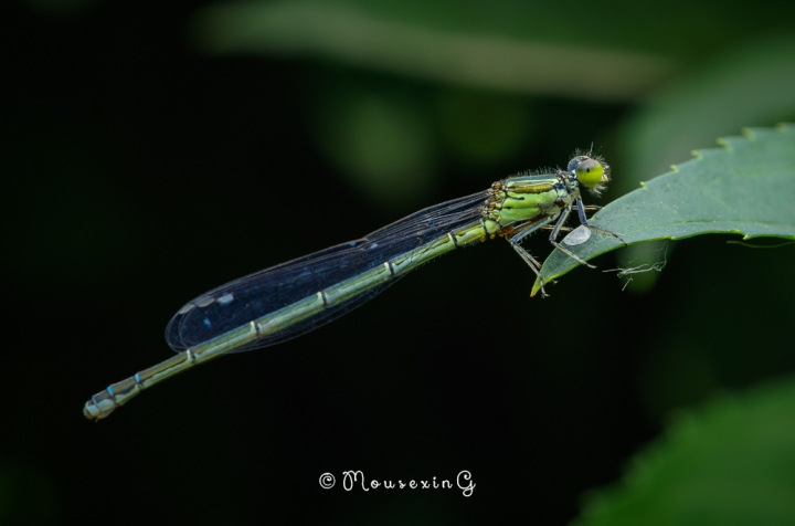 [微觀世界]不定期更新