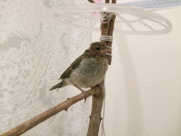 請問這是什麼鳥類的幼鳥???