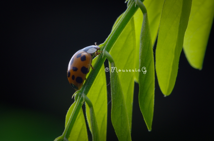 [微觀世界]不定期更新
