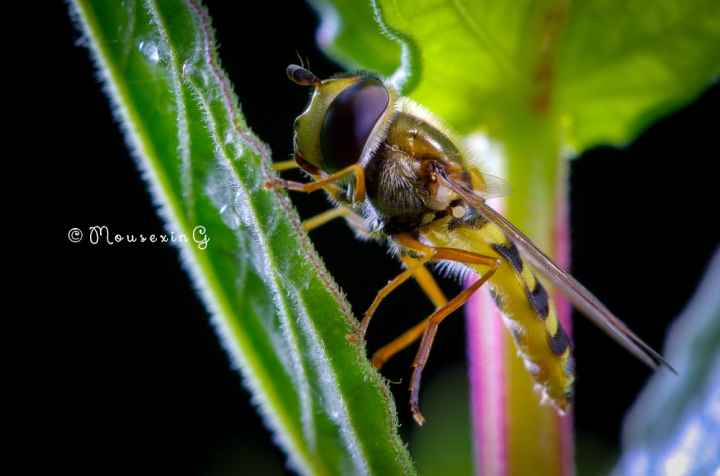 [微觀世界]不定期更新