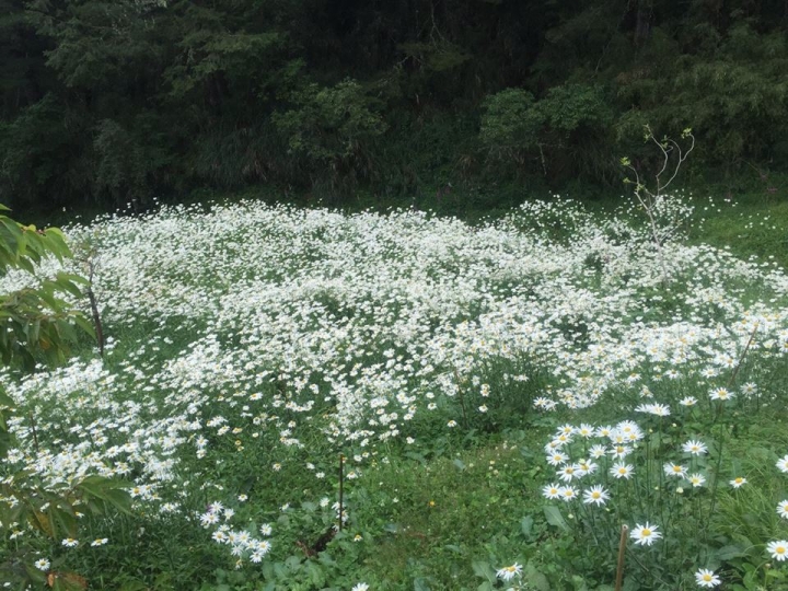 1050704 塔塔加麟趾山輕鬆健行
