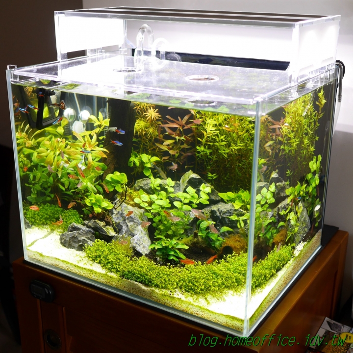[分享] 1.5呎科技魚缸成缸紀錄