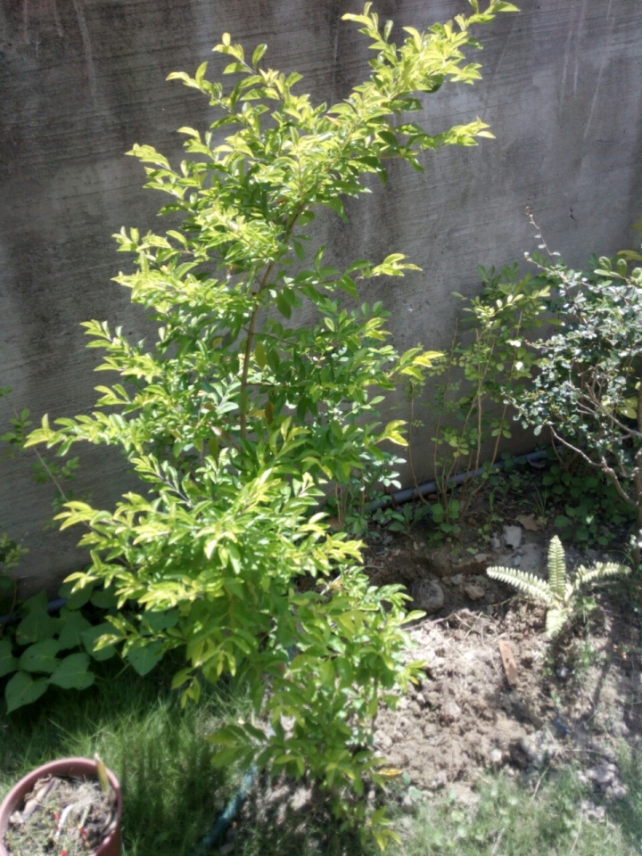 請教植物名??感謝