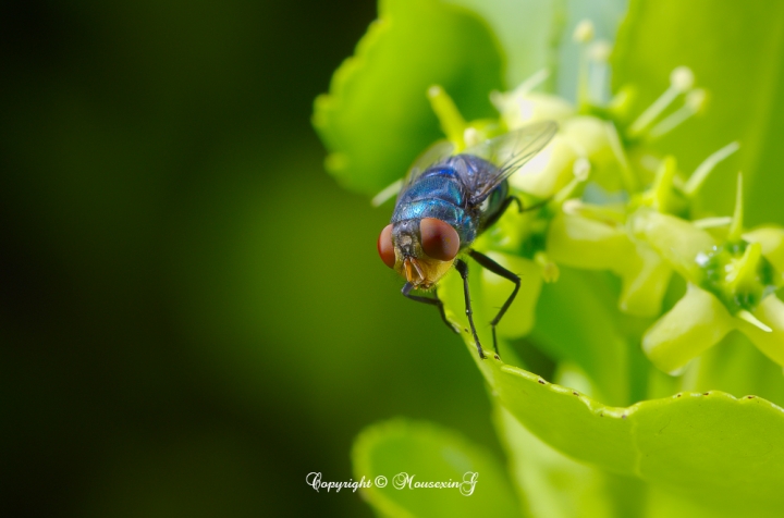 [微觀世界]不定期更新