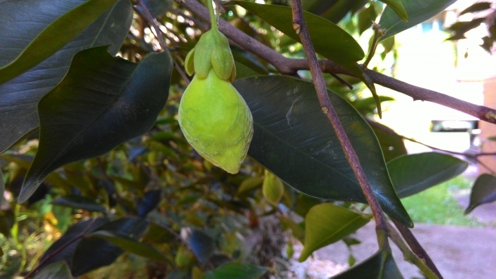 請教植物名，謝謝