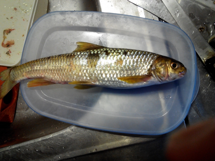 新手釣客請教各位先進，請問這是我夢想的魚嗎??
