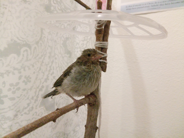 請問這是什麼鳥類的幼鳥???