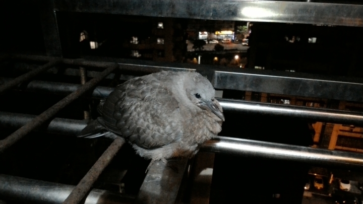 請問各位這是什麼鳥？