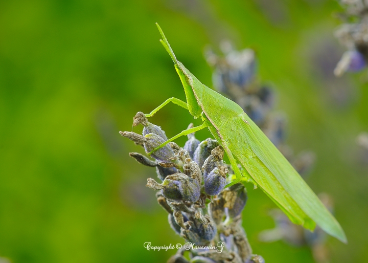 [微觀世界]不定期更新