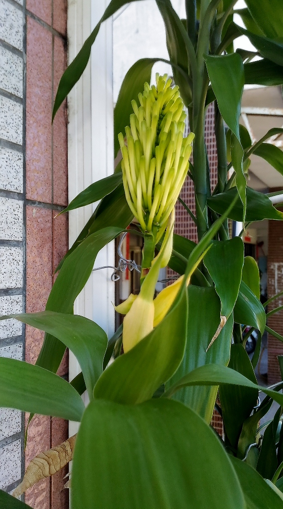 萬年青(富貴竹)開花和生長高度