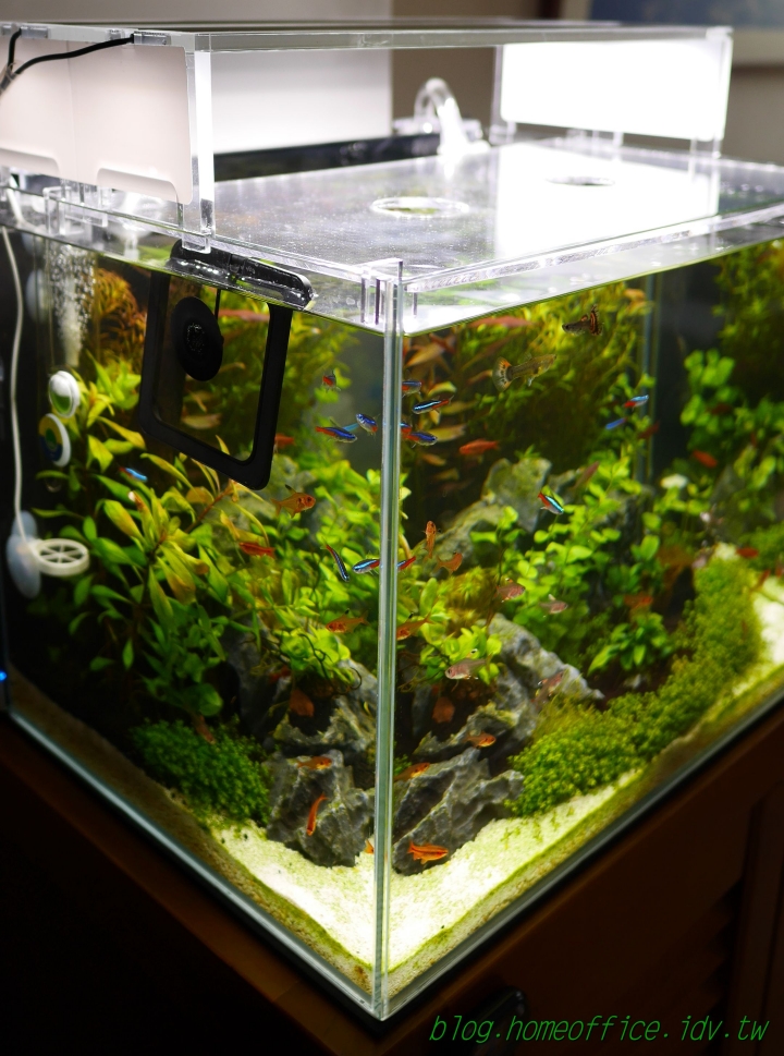[分享] 1.5呎科技魚缸成缸紀錄