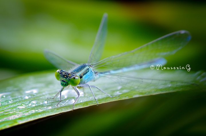 [微觀世界]不定期更新