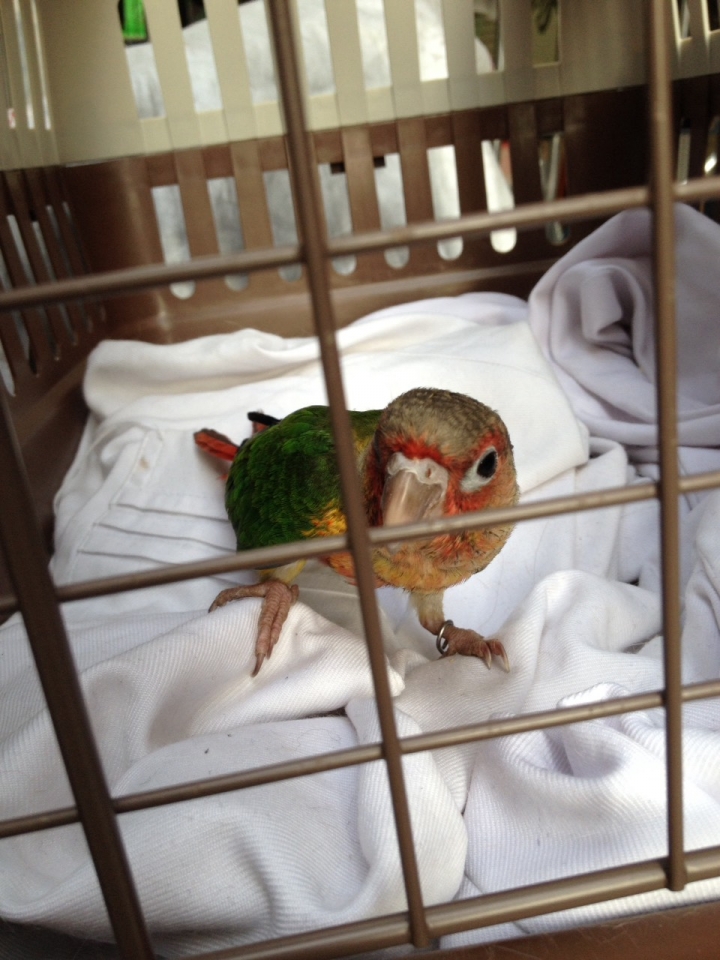 想知道這是甚麼鳥