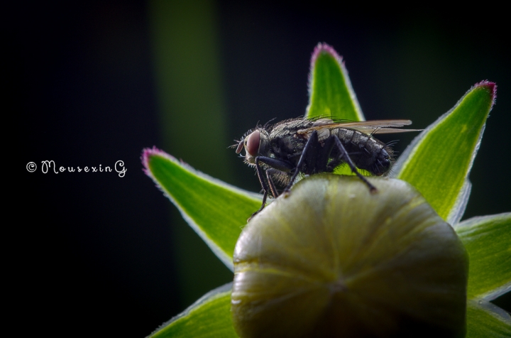 [微觀世界]不定期更新