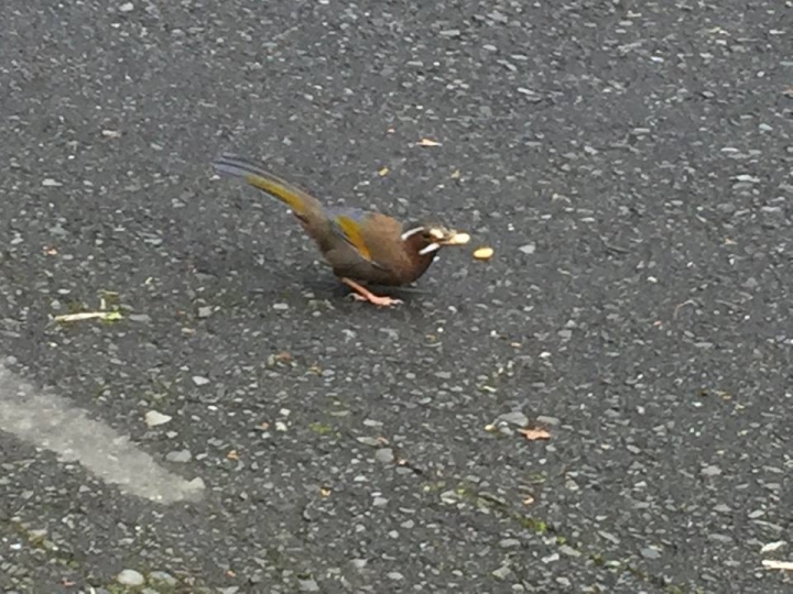 1050704 塔塔加麟趾山輕鬆健行