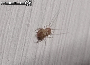 新租屋處出現了小小小蟲子