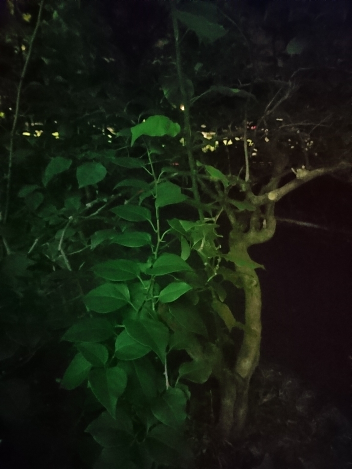 高ISO 夜拍照片分享