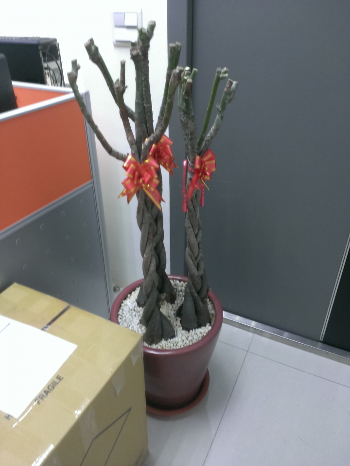盆栽疑問