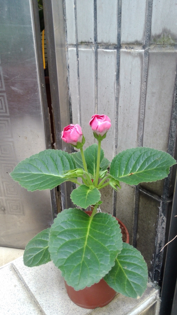 託孤記