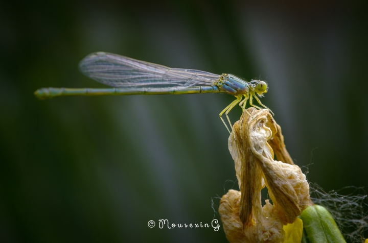 [微觀世界]不定期更新