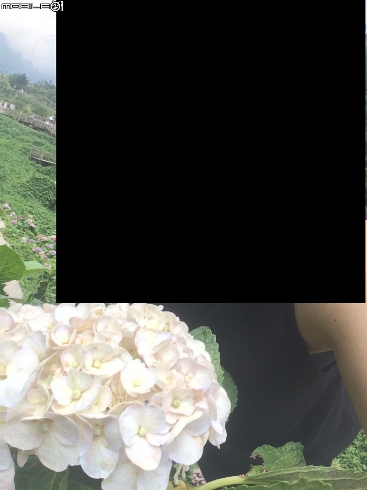 【台北．竹子湖．遊記】新鮮山菜與繡球花風潮～苗榜花園餐廳＆大梯田生態農園