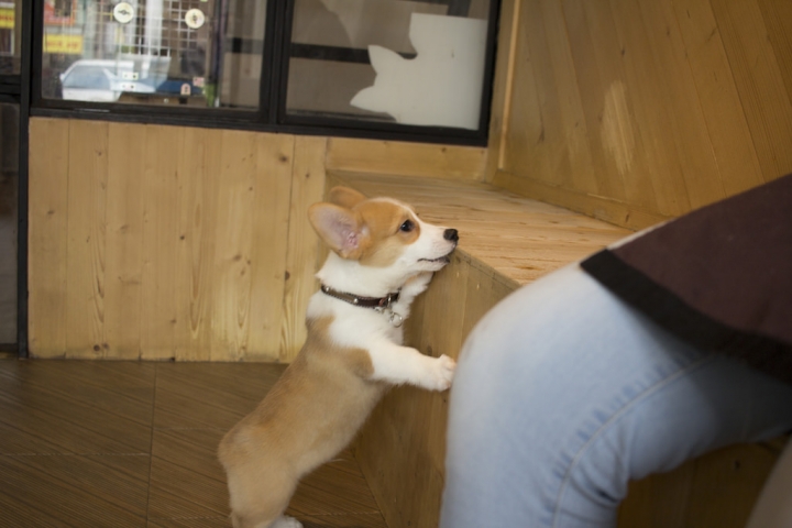 曼谷。little zoo cafe'。小動物愛裸體