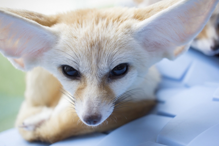曼谷。little zoo cafe'。小動物愛裸體