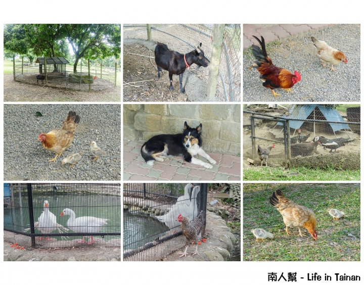 【台南東山區-景點】幸福小農場│無邊際戲水池~~仙湖休閒農場(住宿.美食.山景.咖啡)