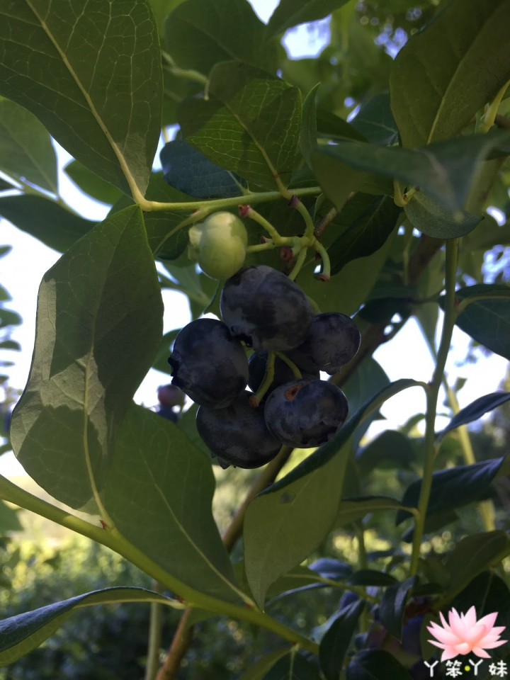【美國・Leaburg・2016】Blueberry Patch Farm(藍莓採收)