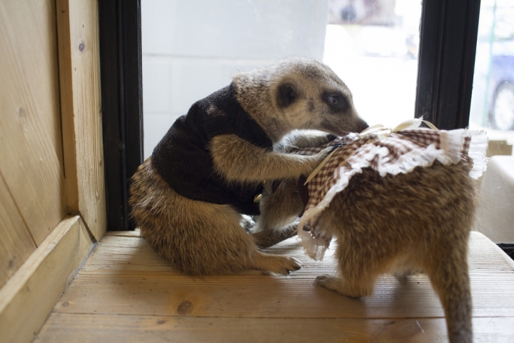 曼谷。little zoo cafe'。小動物愛裸體