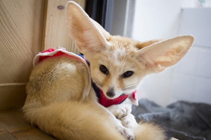 曼谷。little zoo cafe'。小動物愛裸體