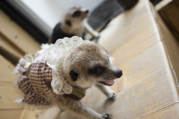 曼谷。little zoo cafe'。小動物愛裸體