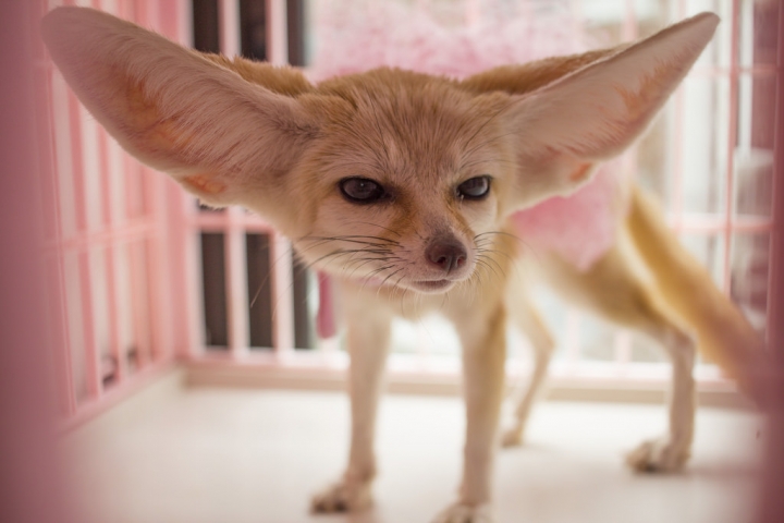 曼谷。little zoo cafe'。小動物愛裸體