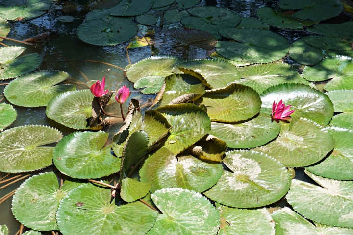 【觀音蓮花季】康莊蓮園+新屋蓮園