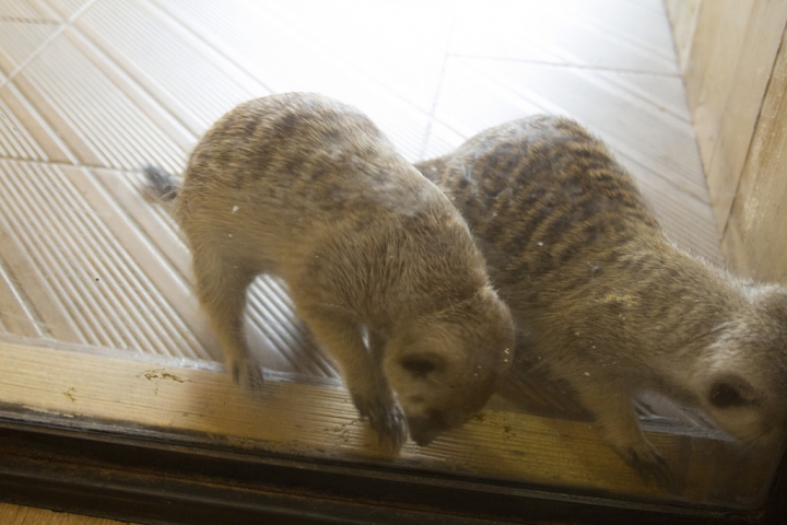 曼谷。little zoo cafe'。小動物愛裸體