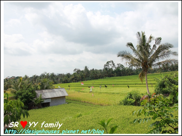 [峇里島必吃][餐廳推薦]美食-巴里島烏布區 Bali-Ubud_Sari Organik 景觀無敵的稻田有機餐廳