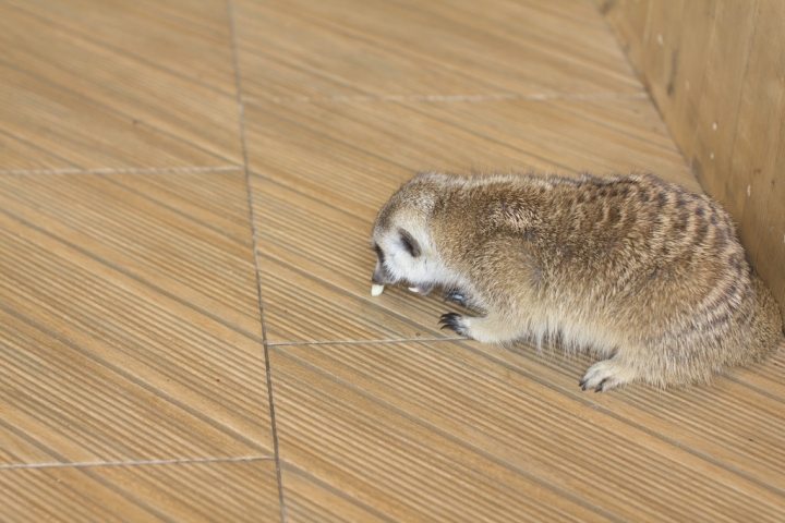 曼谷。little zoo cafe'。小動物愛裸體