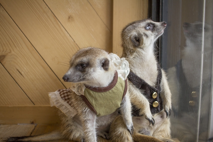 曼谷。little zoo cafe'。小動物愛裸體