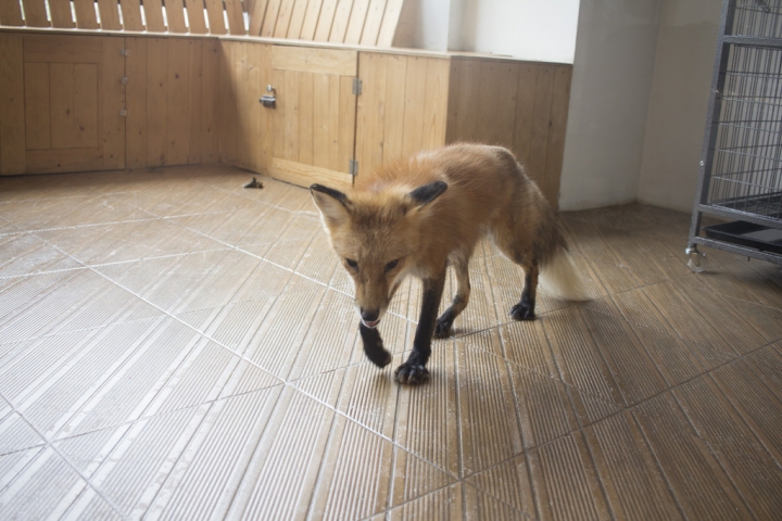 曼谷。little zoo cafe'。小動物愛裸體