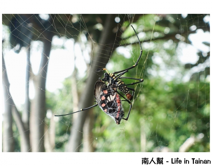 【台南東山區-景點】幸福小農場│無邊際戲水池~~仙湖休閒農場(住宿.美食.山景.咖啡)