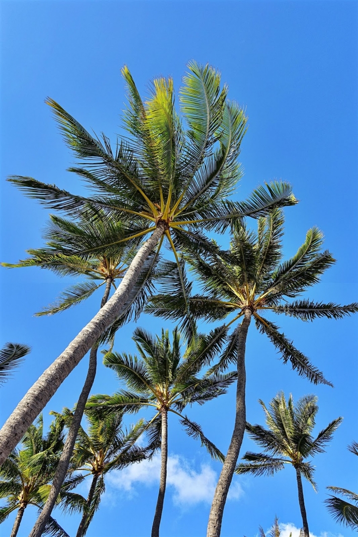 夏威夷歐胡島：海灘的呼喚