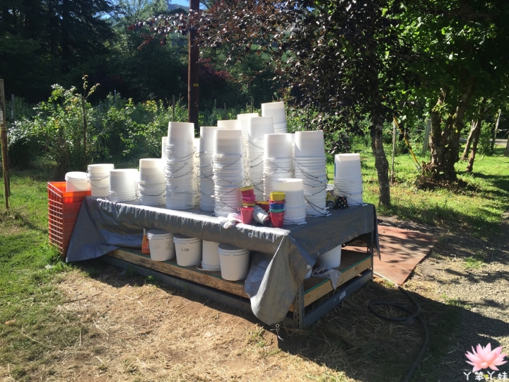 【美國・Leaburg・2016】Blueberry Patch Farm(藍莓採收)