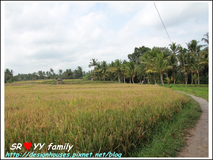 [峇里島必吃][餐廳推薦]美食-巴里島烏布區 Bali-Ubud_Sari Organik 景觀無敵的稻田有機餐廳