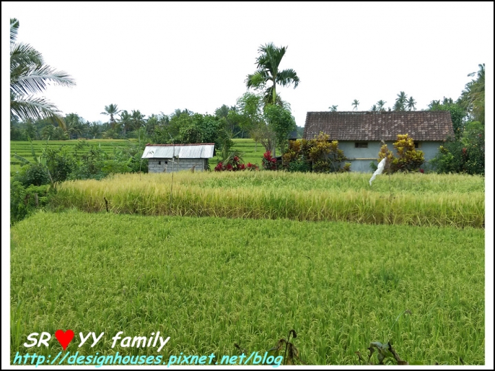[峇里島必吃][餐廳推薦]美食-巴里島烏布區 Bali-Ubud_Sari Organik 景觀無敵的稻田有機餐廳