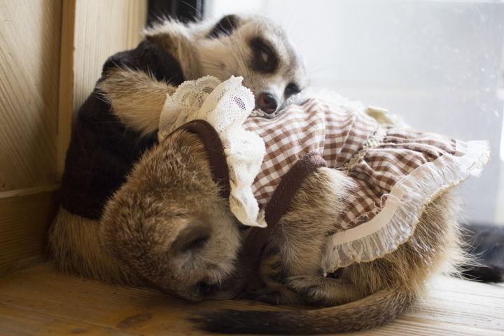 曼谷。little zoo cafe'。小動物愛裸體
