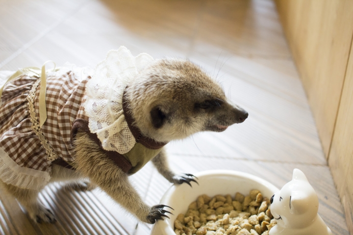 曼谷。little zoo cafe'。小動物愛裸體